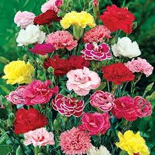Carnations Flower